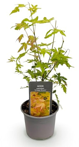 GreenboutiQ - Plante de jardin - Acer palmatum Orange Dream - Orange - 1 Plante - Caduque - Peu d'entretien - Pot 12cm Hauteur 35cm