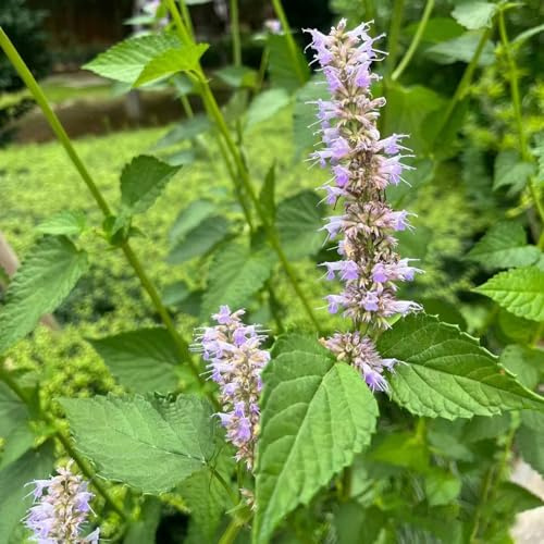 Semi di ortica profumata - resistenti per giardini rocciosi semi di raro organico vecchie varietà rialzata esotica ornamentali per 200pcs