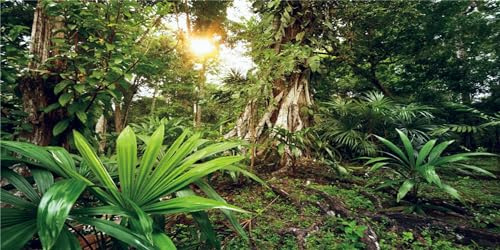 MIRRORANG 91x50cm Forêt Profonde Terrarium Fond Soleil Plantes Tropicales Arbres Aquarium Fond forêt Tropicale Reptile Habitat Fond Vinyle
