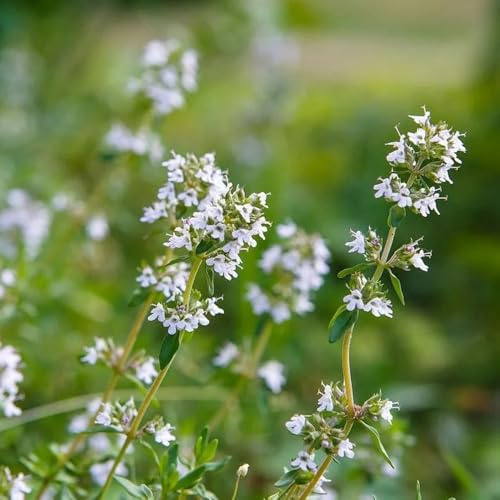 Semillas de mejorana, Semillas de perennes origanum majorana, de jardín de resistentes para el jardín balcón 100pcs