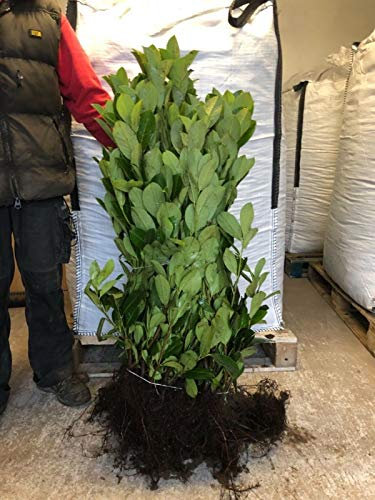 40 Cherry Laurel Hedging 2-3ft Evergreen Plants Bare Root Multi Stem A+ Grade