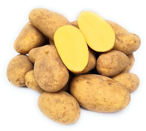 Belana Kartoffeln, festkochend, aus Ernte 2025, von Kehrbachs Hof aus Norddeutschland (2,5 Kg)