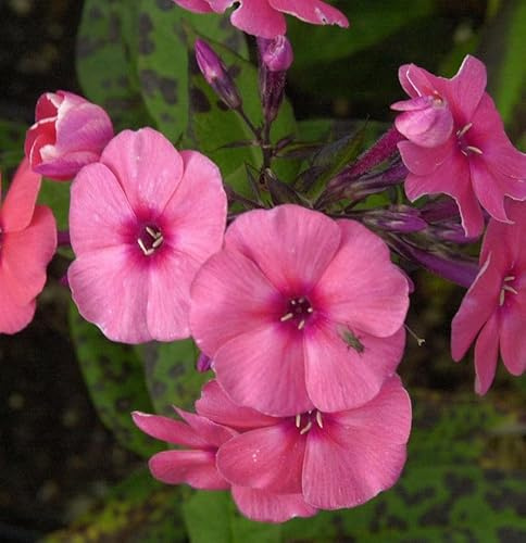 Hohe Flammenblume Jeffs Pink - Phlox paniculata - lebende Gartenpflanze aus den Baumschulen