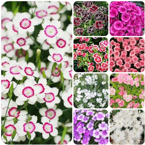 Semi di garofano rosso decorazioni da giardino per esterni Vecchie varietà resistenti di biologiche da esterno giardino roccioso: 120pcs