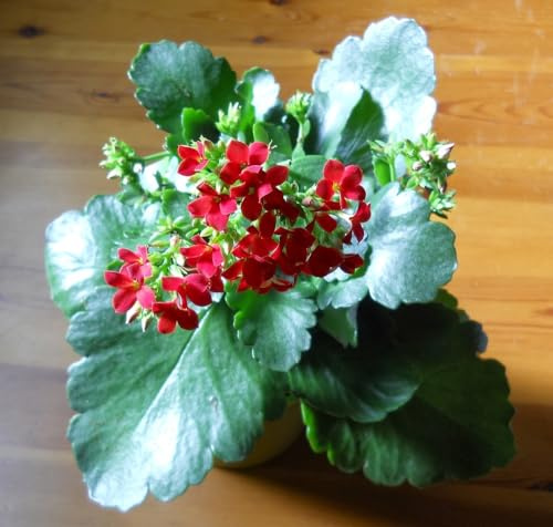 Kalanchoe Natural en Flor: Embellece tu Entorno con Esta Planta Única