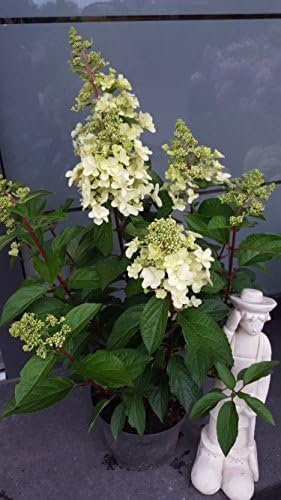 NEUHEIT! Rispenhortensie Hydrangea paniculata Canllelight ® 40-60 cm im 5 Liter Pflanzcontainer