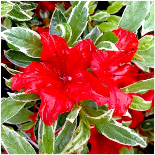 GrowOn Shrubs [x2] Dwarf Japanese Azalea Japonica Hot Shot | Multi-Pack | Evergreen Shrubs | Outdoor Garden Ready Plants | Spring Flowering | Reddish-Orange Flowers