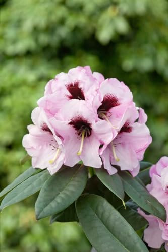 Rhododendron praevernum 50-60 cm - Immergrüner Rhododendron, rosa Blüten, Blütezeit März-April, ideal für schattige Gärten, winterhart und pflegeleicht