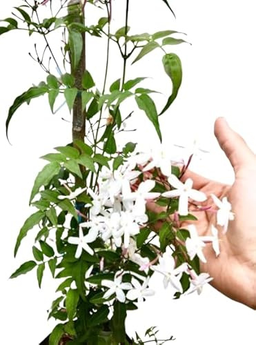 Jasminum Polyanthum Planta de Exterior Ideal para Crear un Oasis Aromático