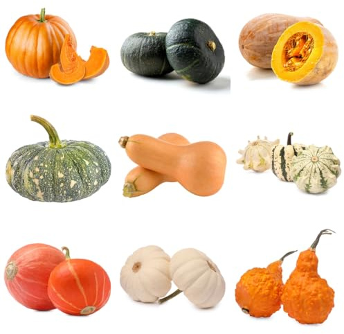 kürbissamen bio kürbis, kürbiskerne gemüsesamen hochbeete für garten, bio gartenkräuter, exotische zimmerpflanzen pflanzensamen 10samen
