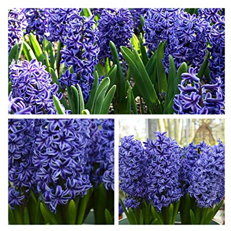 Hyacinth Blue Jacket Flower Bulbs Size 15/16 Highly Fragrant Blue Spring Flowers. Easy to Grow