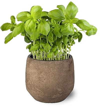 SMPLY. - Planta de Albahaca - Maceta de 10 cm - Planta Antimosquitos Hierba Aromática de Interior y Exterior - Ideal Huerto Urbano y Jardín - Fácil Cuidado