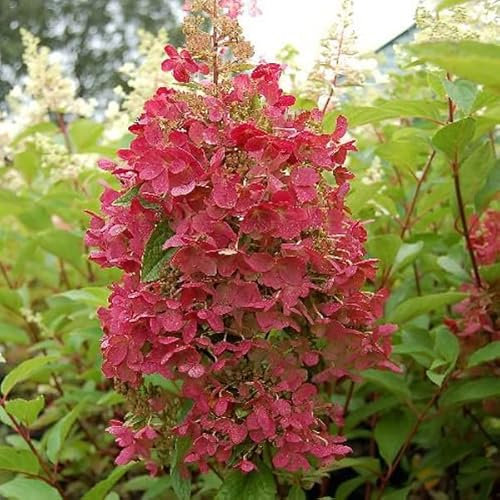Rispenhortensie 'Pinky Winky'® - Hydrangea paniculata 'Pinky Winky'® - 40-50 cm Topf