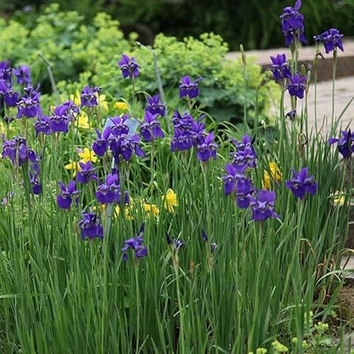 Plant Theory Caesar's Brother Siberian Iris Perennials Flowering Plants Iris 2L Pot