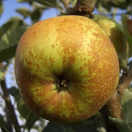 Pianta vera di Melo Renetta del Canada - Diametro Vaso Ø 20 cm