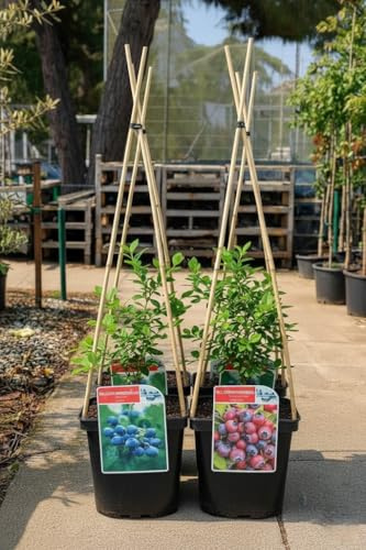 Pack 4 Arándanos – 2 Rojos + 2 Azules | Vaccinium macrocarpon y Vaccinium corymbosum | Plantas frutales