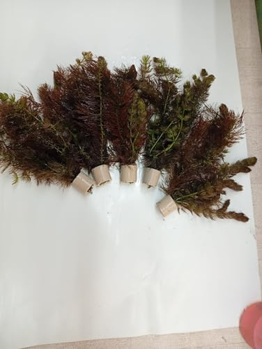 10 Bund Wasserpflanzen Teichpflanzen Ceratophyllum Hornkraut