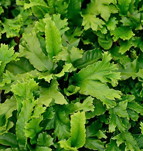 Hirschzungenfarn Digitata Cristpa - Asplenium scolopendrium - lebende Gartenpflanze aus den Baumschulen