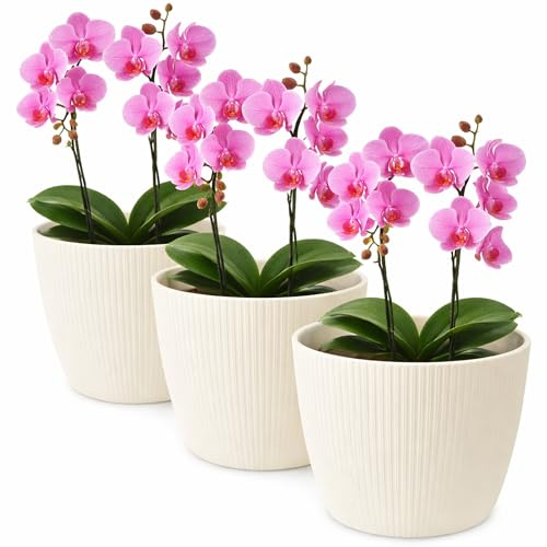 TULMERO Blumentopf matt, Pflanzkübel aus Übertopf Kunststoff Dekorativer Topf für, groß Pflanzen 3X blumenkübel Set, blumenkübel kräutertopf, (3 Pack) Creme, ø 22 cm