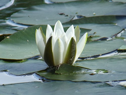 Teichpflanzen Seerosen : Nymphaea Seerose  Hermine  winterhart Pflanztiefe bis 150 cm