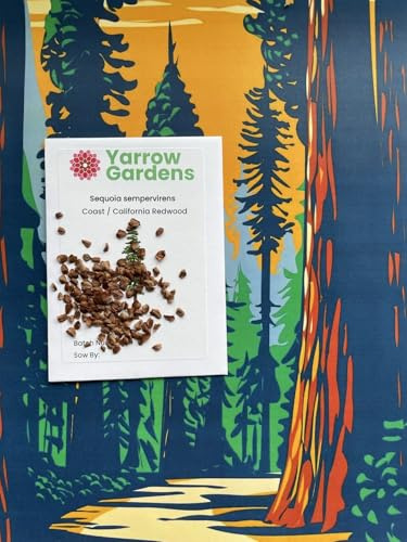 Sequoia sempervirens Coast/California Redwood Tree Seeds x25 Ethically Sourced
