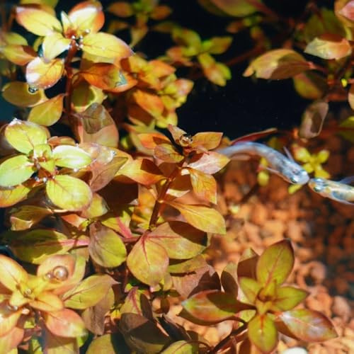 Aquarium, geschenke für gartenliebhaber Wasserpflanzen, Teichpflanzen, aquarium bodendecker deko wohnzimmer aquariumpflanzen 300Samen