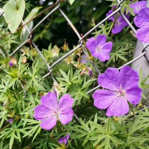 Geranium wilfordii - coltivazione di giardino resistenti in vaso la 150semi