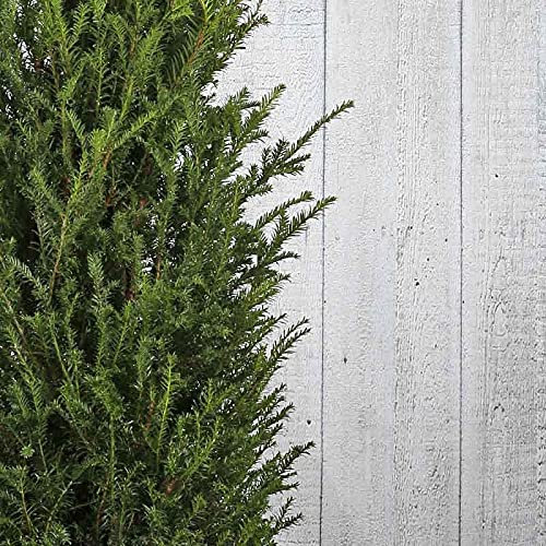10x Gemeine Eibe Wurzelballen 100-120 cm Extra Qualität - Blattfarbe Dunkelgrün - Blütenfarbe: Weiß - Formelle Hecke - Für den Formschnitt geeignet - Fruchttragend - Pflegeleicht