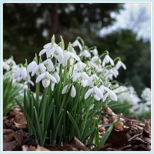 Winterhart zwiebeln, Mehrjährige Blumenzwiebel ist winterhart,Blumenzwiebel Mix, Winterhart pflanzen, Mysteriöse magische Glühbirne-1 Pflanzen Zwiebeln SchneeglöCkchen