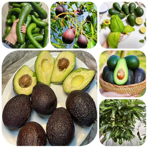 semi di avocado da colonnari di avocado di sapote, resistenti da appartamento 60pcs