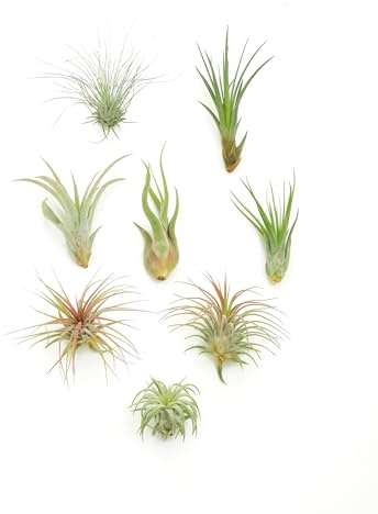Shop Succulents | Assorted Collection of Live Air Plants, Hand Selected Variety Pack of Air Succulents | Collection of 8