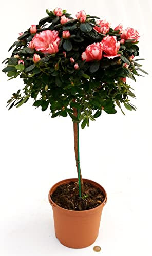 POWERS TO FLOWERS - AZALEA ALBERELLO MATISS, VASO 18CM, ALTEZZA 100CM, pianta vera