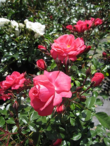 Rosa Bad Birnbach ® - Beetrose Bad 'Birnbach ® - Kordes Rose - ADR Rose - Rigo Rose