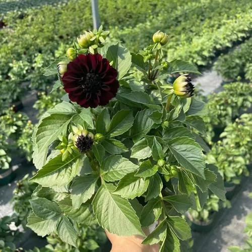 dalia semillas de jardín de primavera bonsái jardín perennes resistentes al invierno semillas exóticas trepadora 100pcs