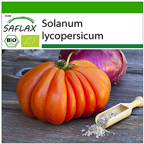 SAFLAX - Ekologiskt - Tomat - Oxehjärta - 10 Frön - Med pottsubstrat för bättre odling - Solanum lycopersicum