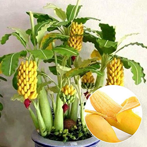 100 pcs Schnellwachsende Essbar Zwerg Banana Tree Samen Bonsai Banane Samen