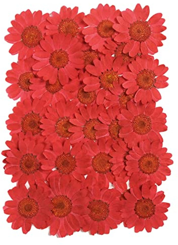 Blausky 36 Stück Natürliche Getrocknete Blumen,Gepresste Blumen,Farbige Chrysantheme Gepresste Blüten,für DIY Kerzen Harz Schmuck Handyhüllen Anhänger Scrapbooking-Dekorationen 25-30mm,Dunkelrot