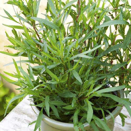Russian Tarragon Herb Vegetable Seed Artemesia dracunculoides Approx. 1500 Seeds