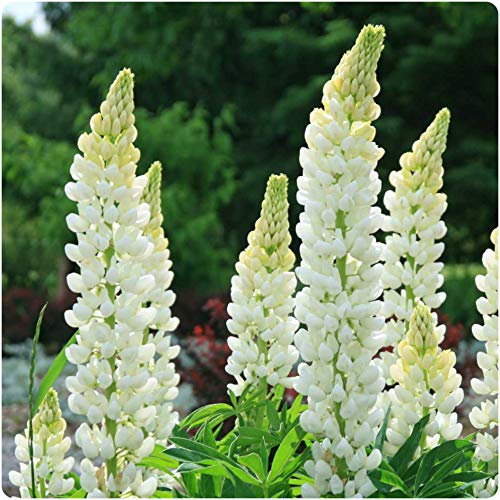 Lupin Legendary White Shades x 5 Perennial Plug Plants