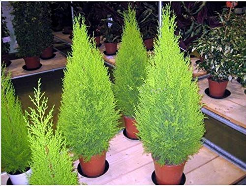 Portal Cool 50pz in vendita Caldo Alberi di Cipresso Giardino Casa Fai da te Conifere Bonsai Albero della Vita