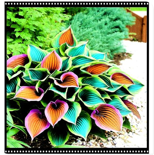 Seltene Funkie/Winterharte Funkie für den Außenbereich/Deutsche Gartenpflanze/Ideal für Garteneckenet-4 PCS-G