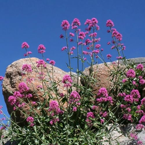 sperone semi di da interno semi valeriana da giardino esotici aromatiche giardino per luoghi soleggiati rialzata, resistenti in 100semi