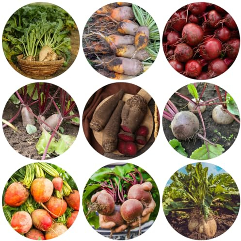 semillas de remolacha azucarera semillas de hortalizas bancales elevados remolacha azucarera resistentes en maceta verdes orgánicas exóticas resistentes 650semillas