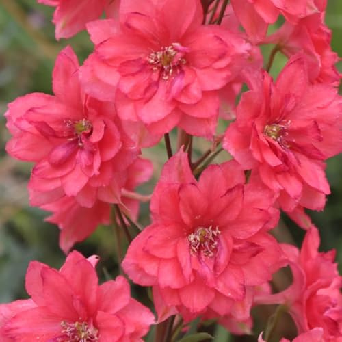 Semi di Delphinium, Semi resistenti alle di Larkspur esotiche, semi da giardino regali da giardino per le donne da balcone 350pcs