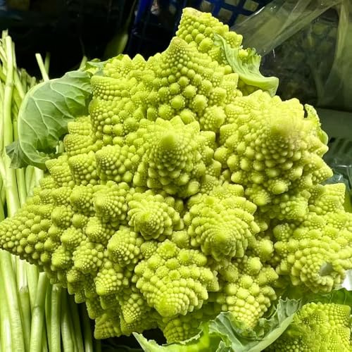 semillas de coliflor - perennes resistentes balcón, variedades tradicionales decorativas 800pcs