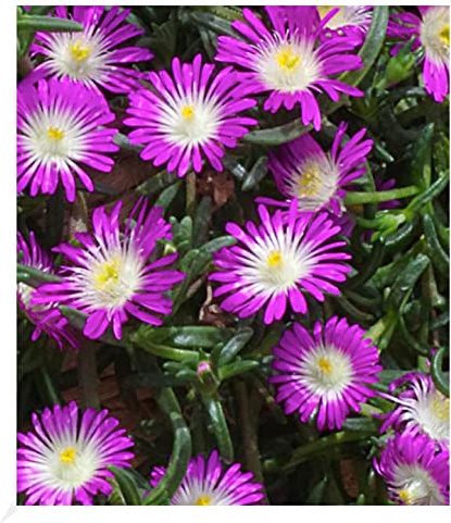 BALDUR Garten 3x Winterharte Eisblume Violett Wonder Pflanzen im 9x9 cmTopf | Delosperma congestum, Steingarten Stauden, trockenresistent, mehrjährig, blühend, Blickfang, Blütenpracht, Polsterstaude