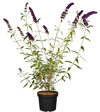 Buddleja davidii 'Black Knight' 60–100 cm – Winterhart, Mehrjährig, Pflegeleicht – Sommerflieder – Zierstrauch für Garten & Beet