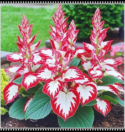 Hostas Plants/Ornamental Flowers/Plant Bulbs/Hardy Perennial/Wedding Flowers-10bulbs-d
