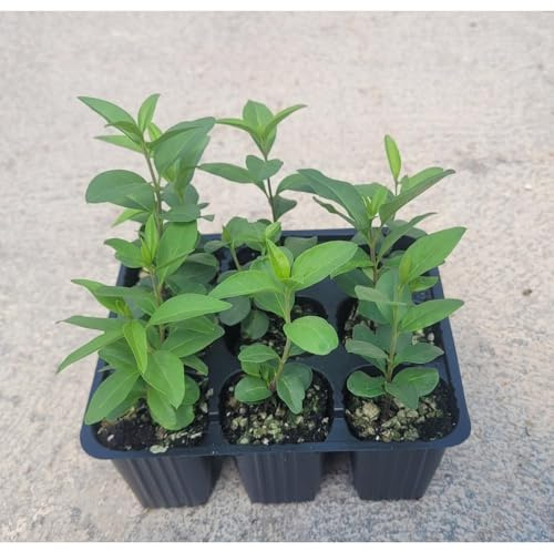 9 Uds Aligustre Japonés (Ligustrum japonicum 5-15 cm) | Arbusto para Setos, Macizos y Jardinería Ornamental | Resistente y de Fácil Mantenimiento