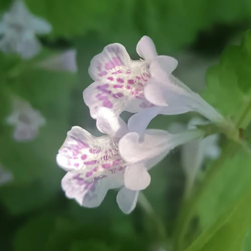 semi di edera terrestre - letto rialzato biologici giardino rari 75pcs